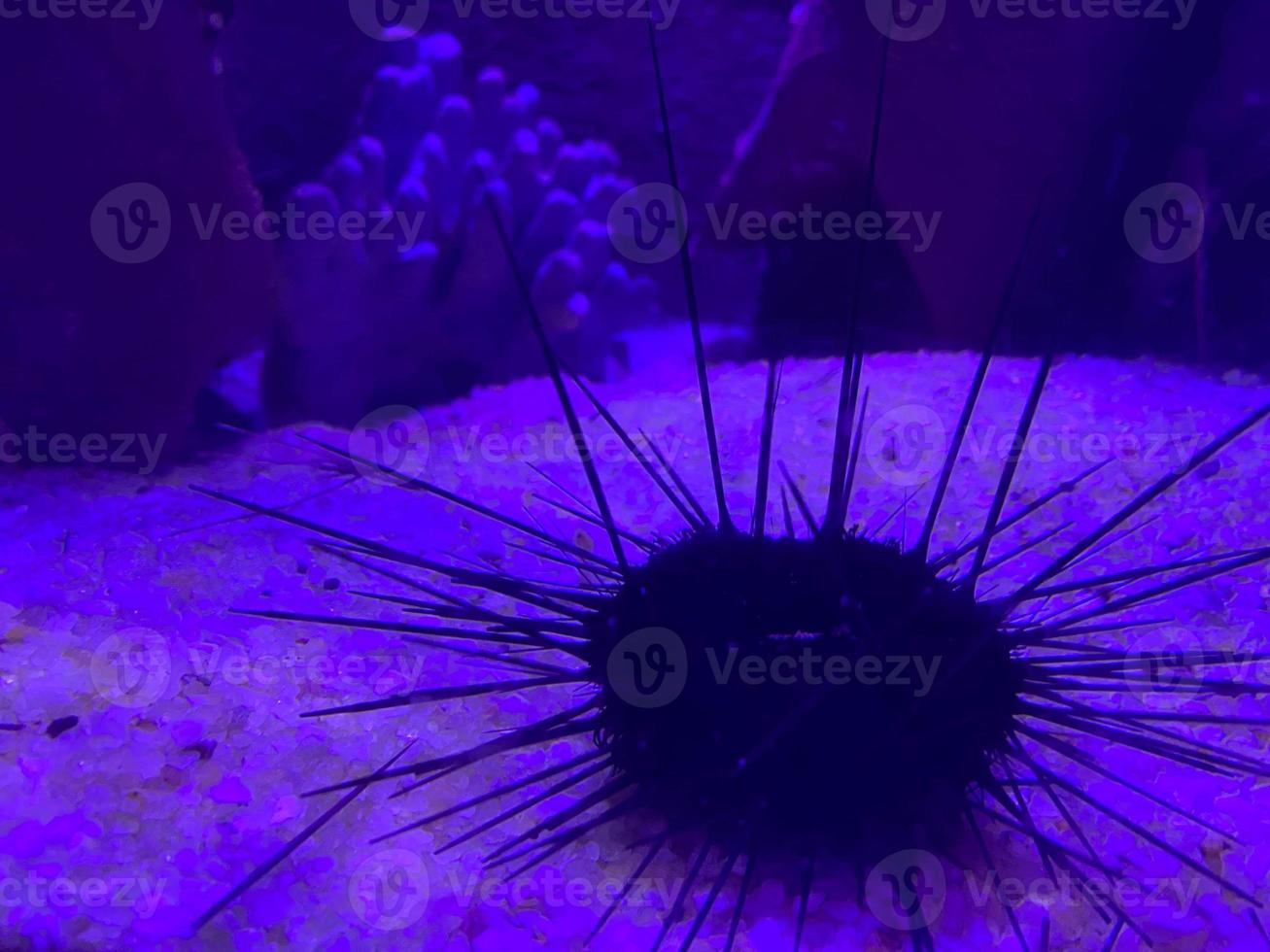 Black sea urchin under water in the aegean sea photo