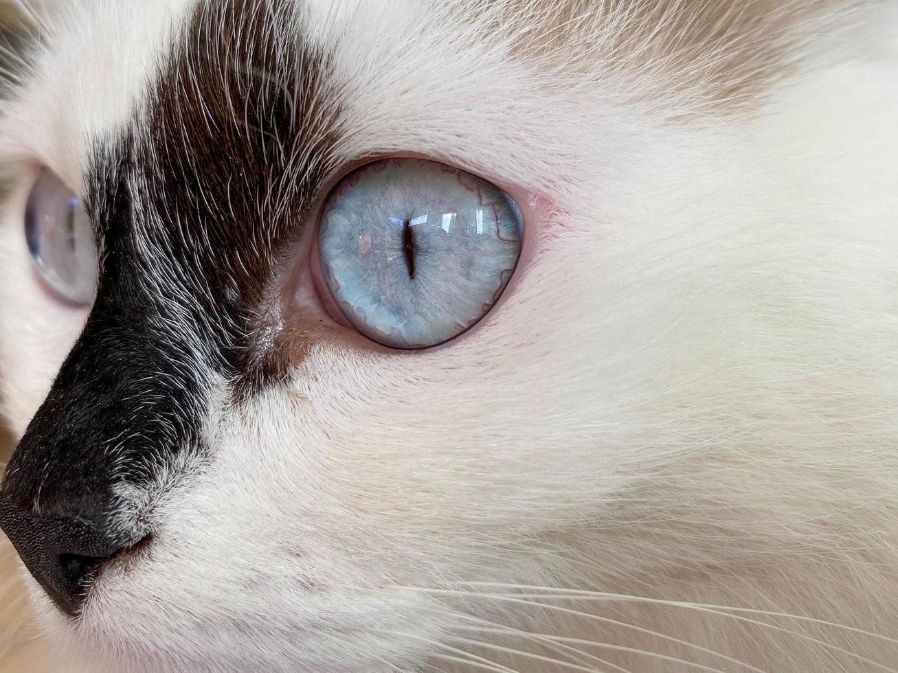 The head and muzzle of a white with black spots fluffy beautiful cat with blue eyes and long whiskers and ears, lying on the bed photo