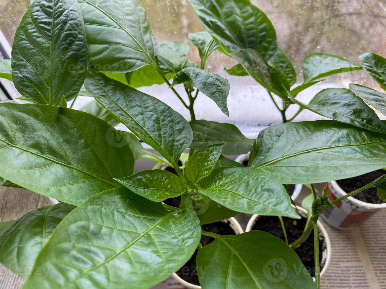 Growing sweet peppers for the garden in cups on the windowsill in the apartment photo