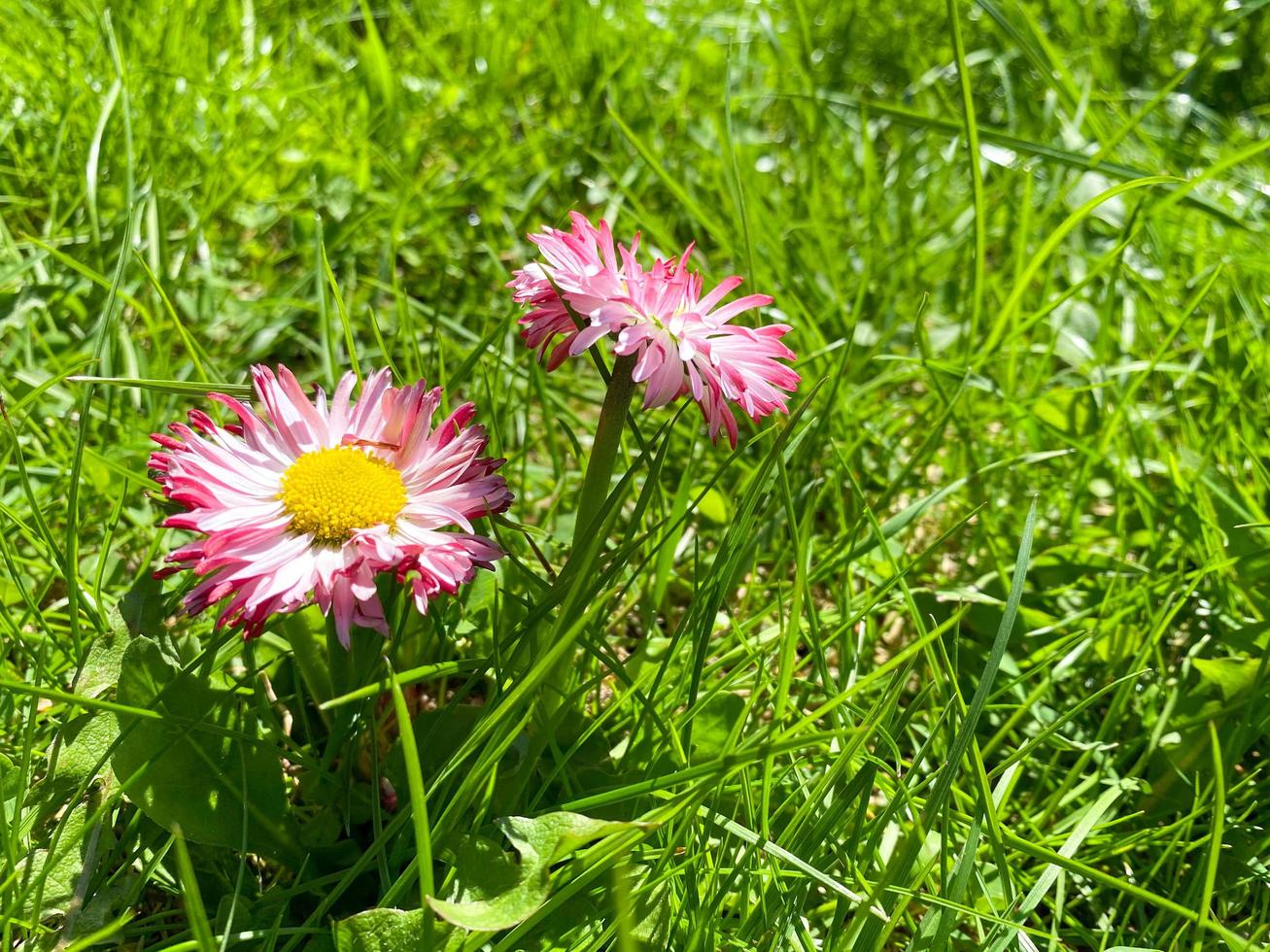 Two small red with purple and white beautiful wildflowers with petals and stems in green fresh early spring grass of the lawn photo