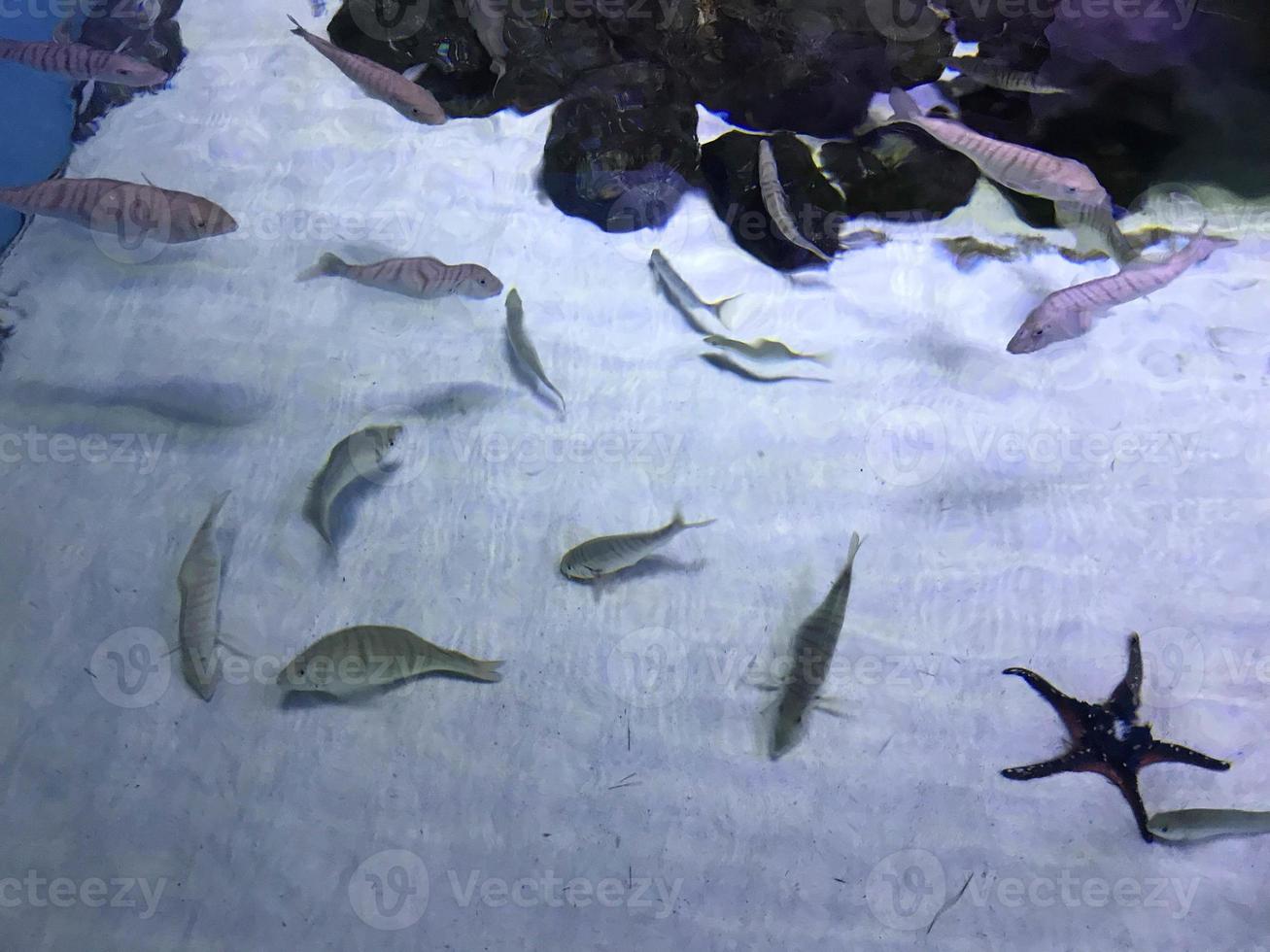 hermosos peces multicolores nadan en un acuario o bajo el agua en el océano en un arrecife de coral. turismo conceptual, vida marina, buceo foto