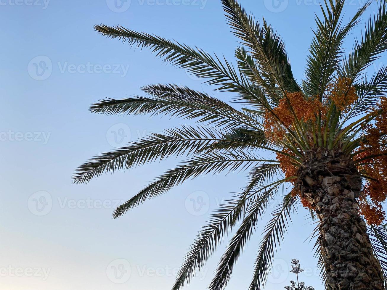 Beautiful palm trees with green fluffy sweeping juicy large leaves against the blue sky in a tourist warm eastern tropical country southern resort. Back background, texture photo