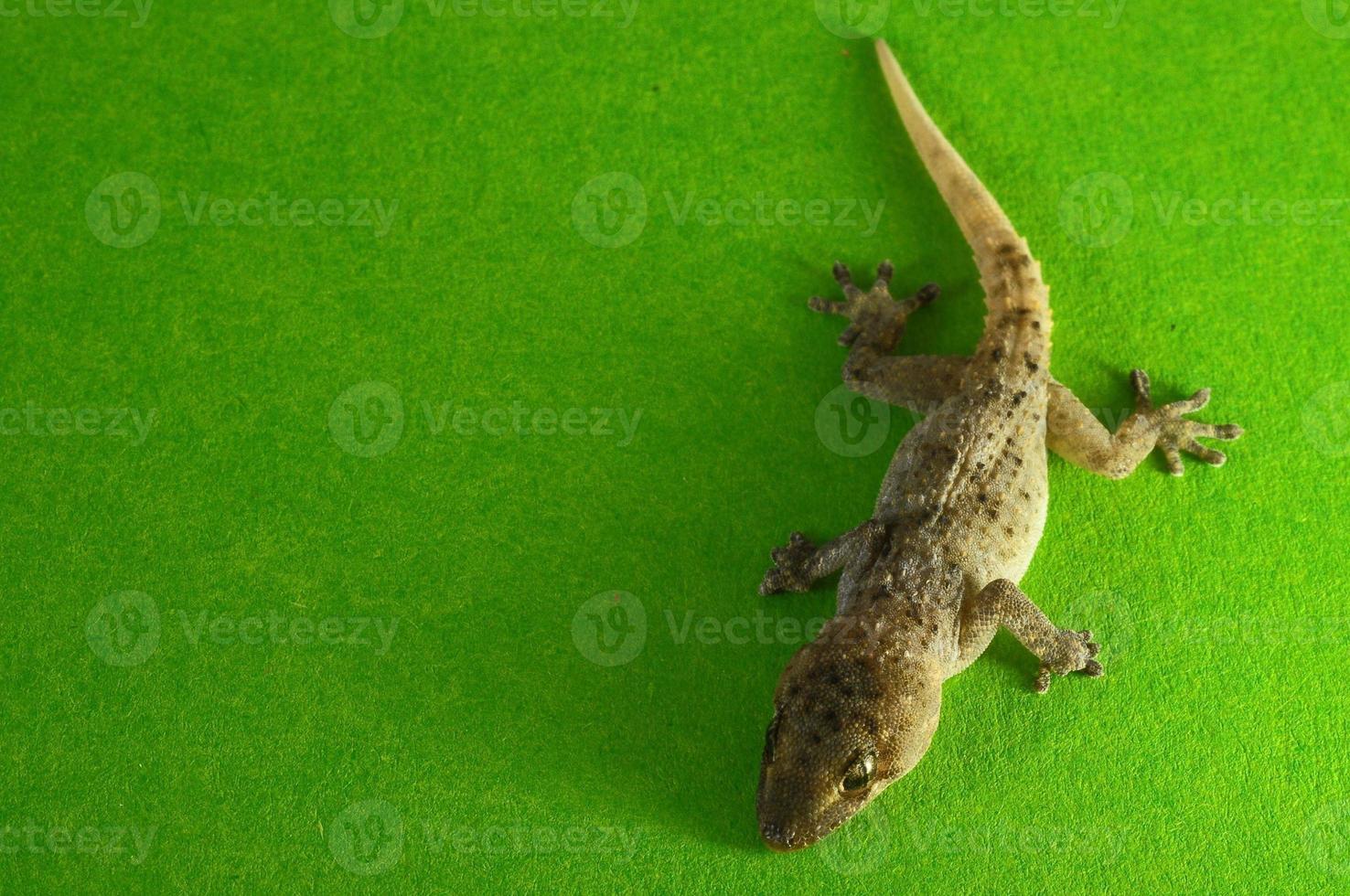 lagarto en verde foto