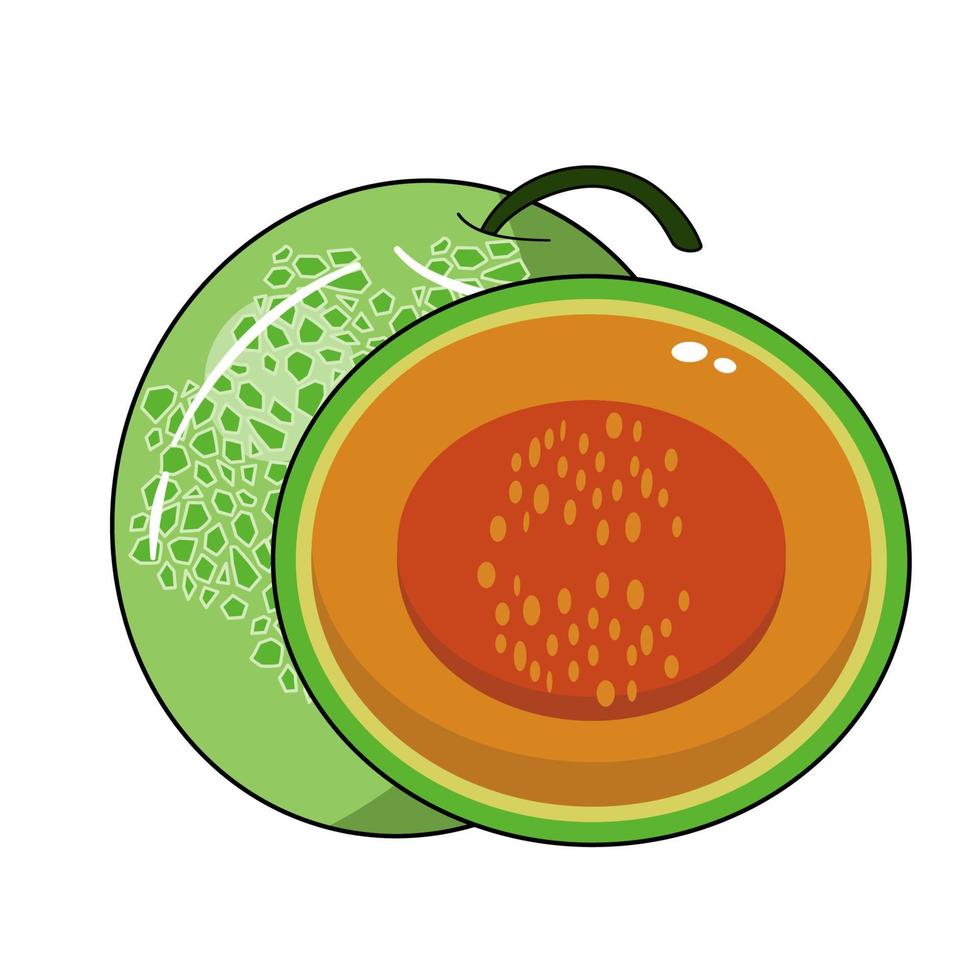 fruta de melón perfecta vector