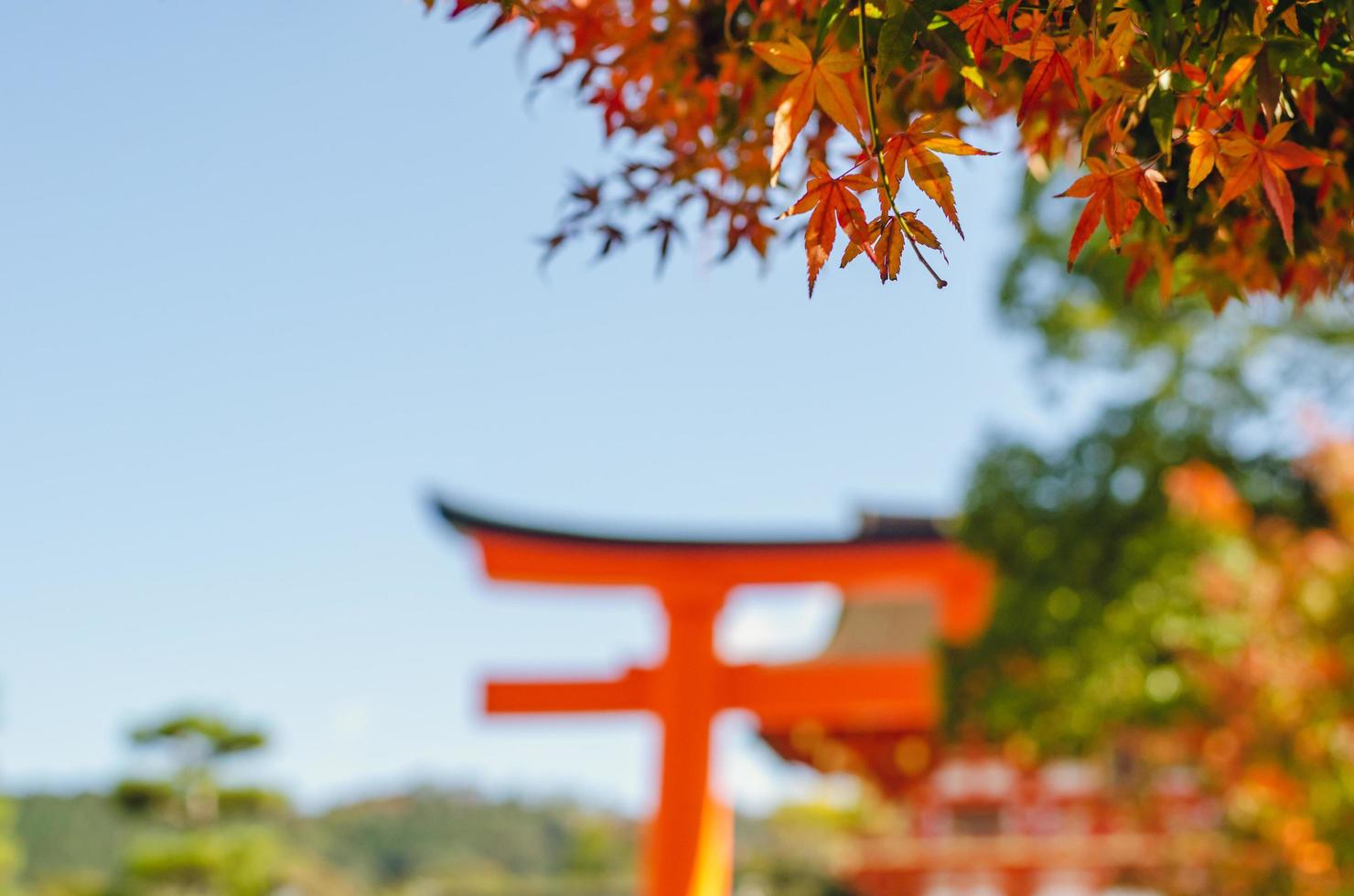 hojas de arce con fondo de santuario de templo japonés borroso. foto