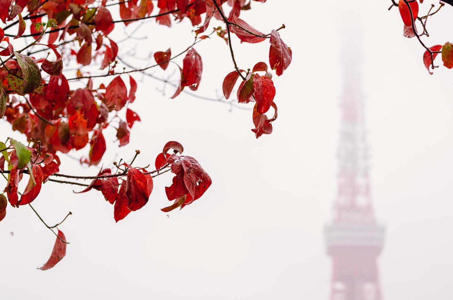 hojas coloridas con fondo borroso de la torre de tokio cuando llueve en otoño. foto