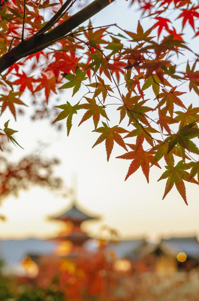 Colorful maple leaves in Autumn season with blurred background of Kiyomizu-dera Temple in Kyoto, Japan. photo