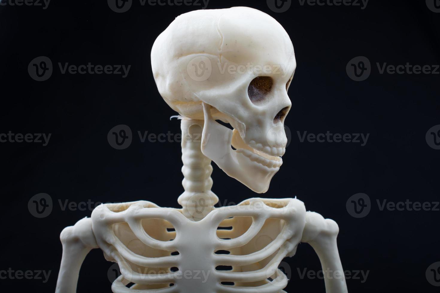 Human skeleton skull model posing for medical anatomy science photo