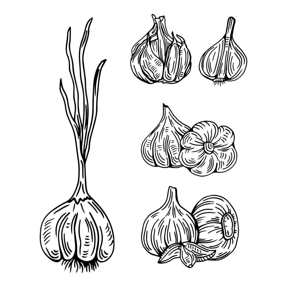 Garlic outline drawn monochrome icon set. Pile of garlic bulbs, in net bag and runchy garlic bread. Vector illustration of vegetables, farm product.