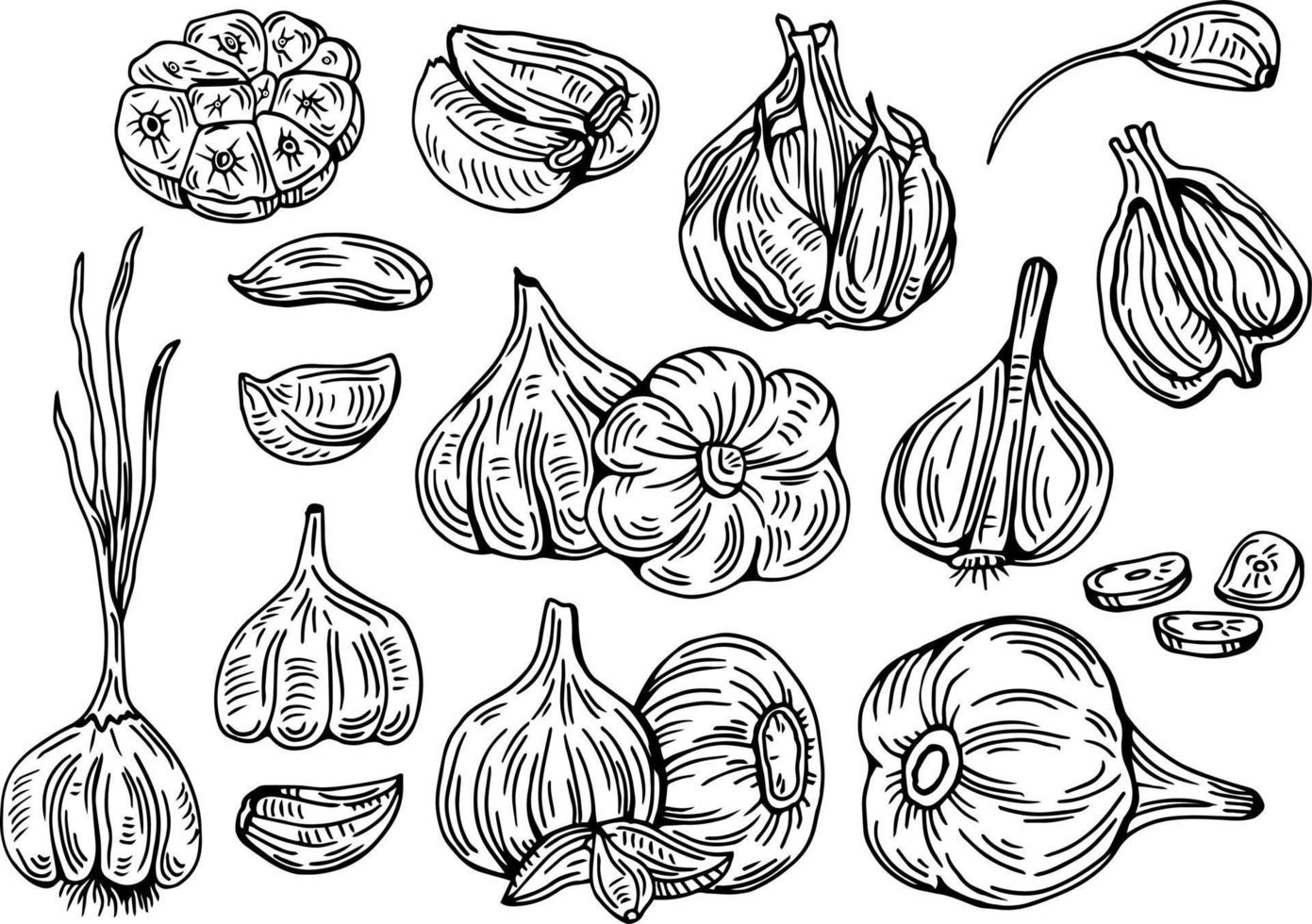 Garlic outline drawn monochrome icon set. Pile of garlic bulbs, in net bag and runchy garlic bread. Vector illustration of vegetables, farm product.