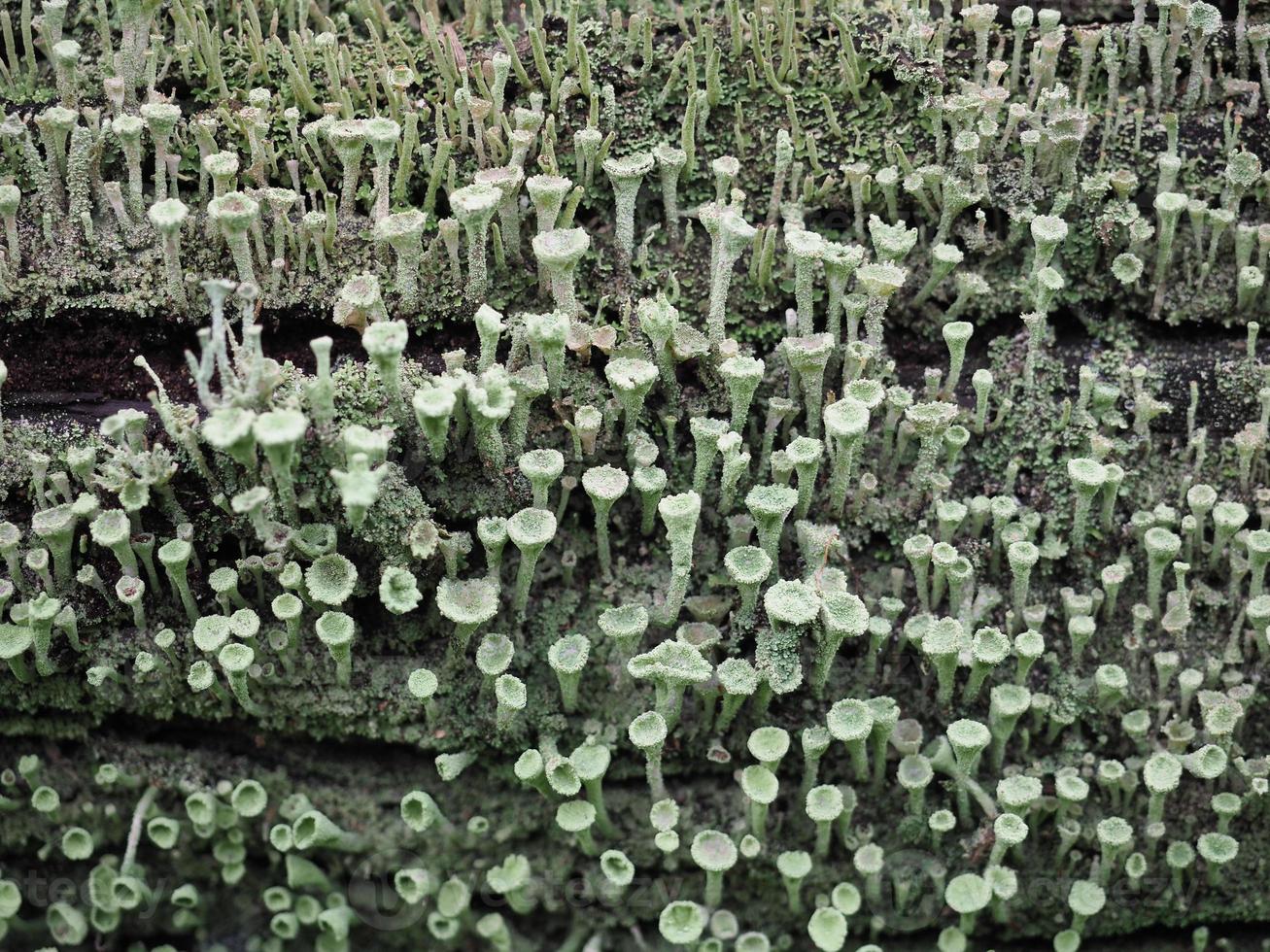 pixie cup liquen científico. nombre cladonia asahinae foto