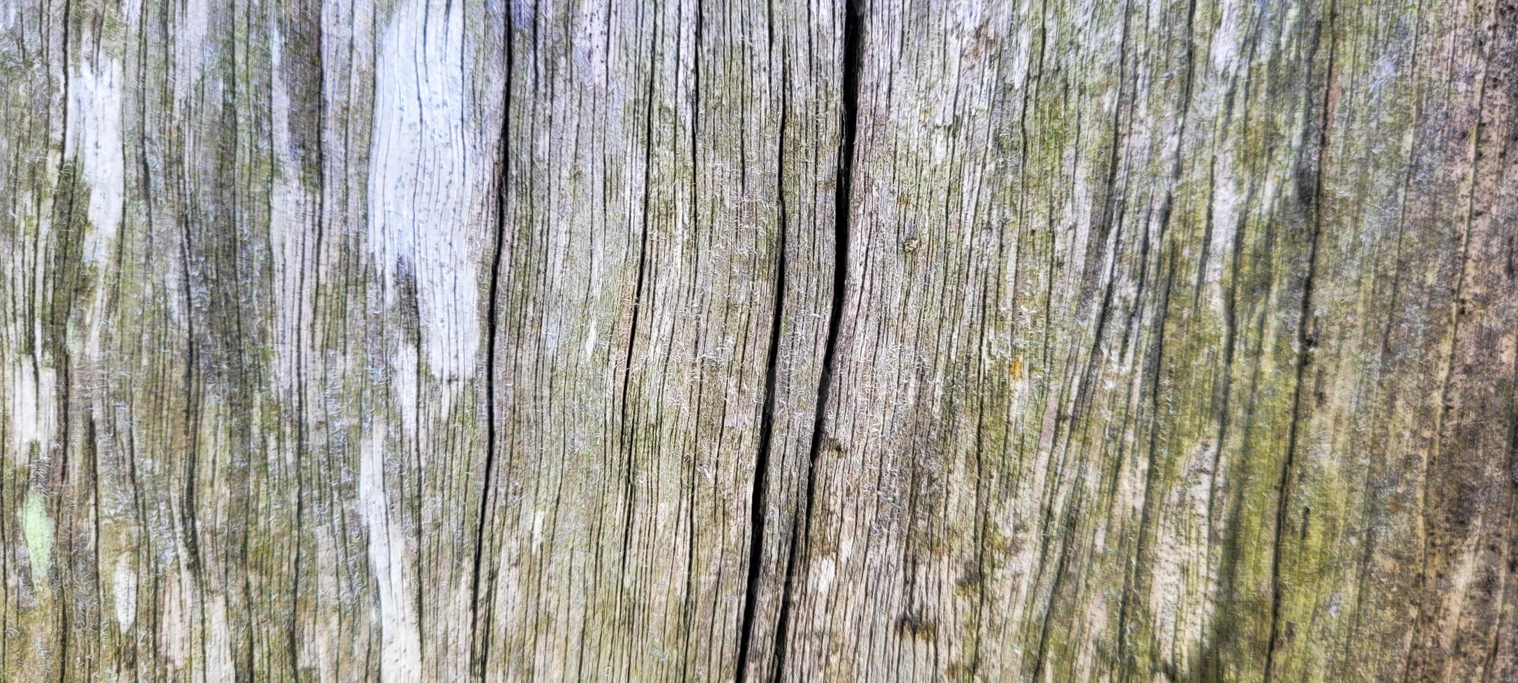 rustic old wooden log with texture photo