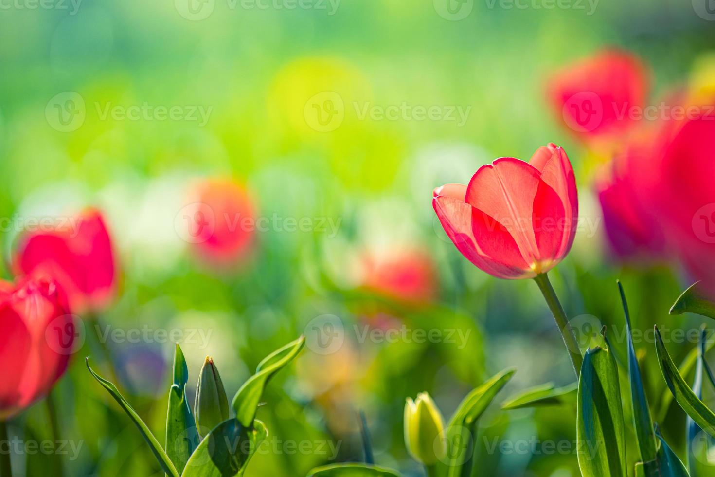 Closeup nature view of amazing red pink tulips blooming in garden. Spring flowers under sunlight. Natural sunny flower plants landscape and blurred romantic foliage. Serene panoramic nature banner photo