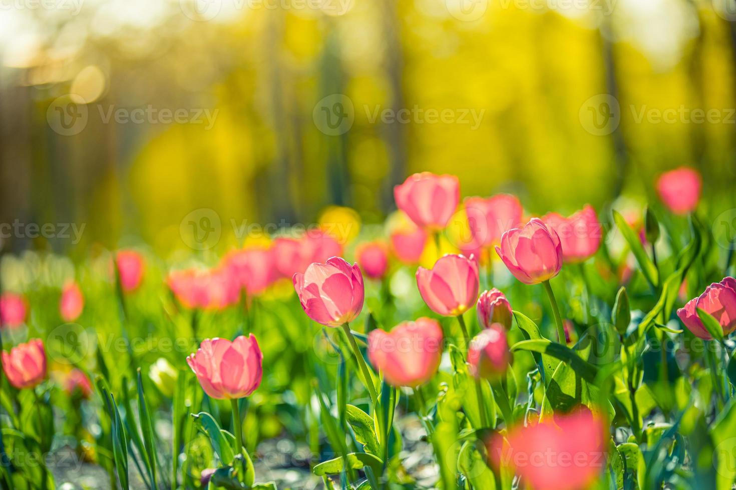 Closeup nature view of amazing red pink tulips blooming in garden. Spring flowers under sunlight. Natural sunny flower plants landscape and blurred romantic foliage. Serene panoramic nature banner photo