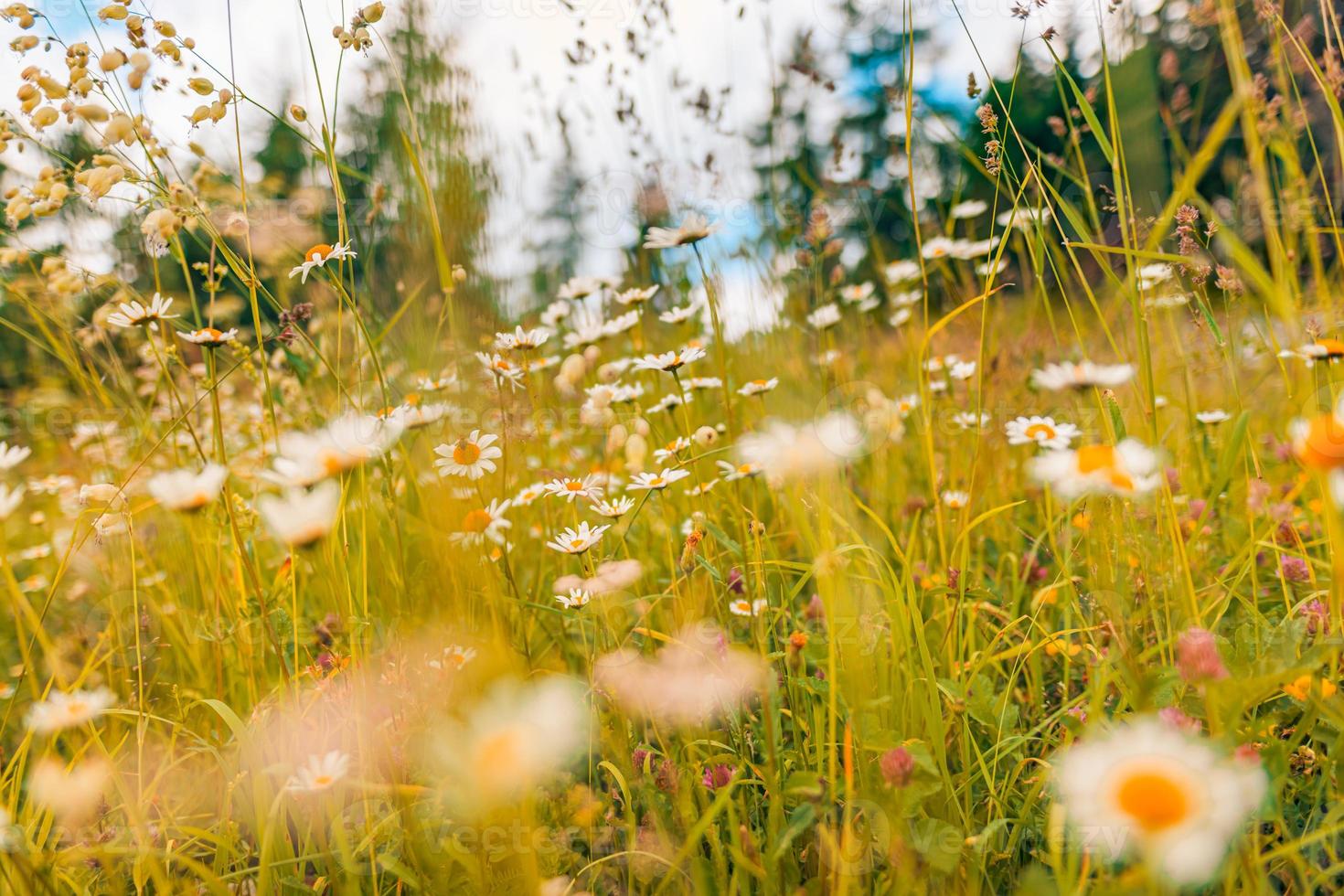 Beautiful natural colorful forest field early autumn season. Meadow nature sunset blooming daisy flowers, sun rays beams. Closeup blur bokeh woodland forest nature. Idyllic panoramic floral landscape photo