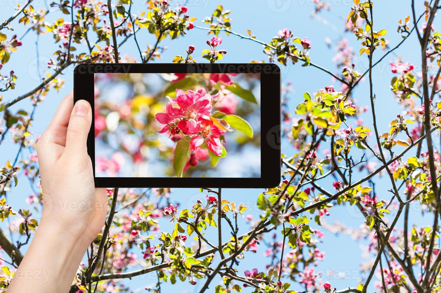 foto de flores rosas de manzano en tablet pc