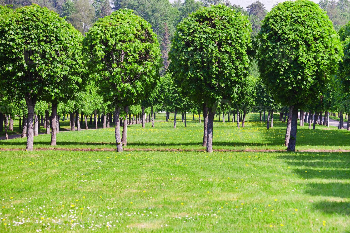 césped verde y fila de árboles foto