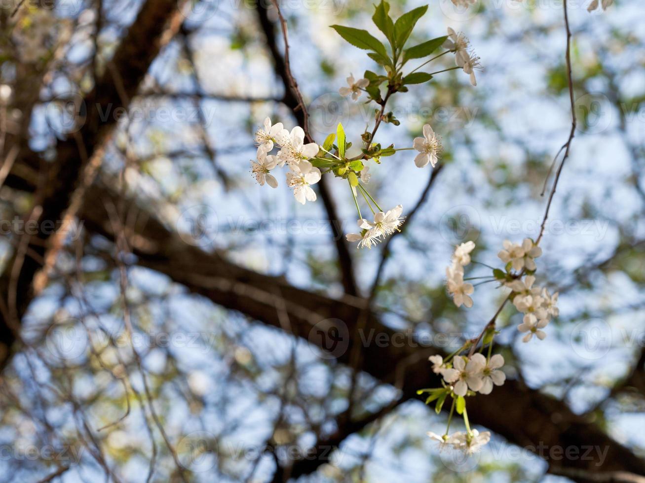 cherry blossoms on old tree photo