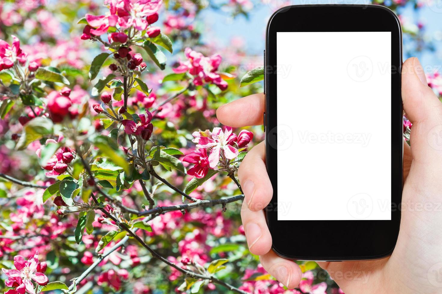 smartphone and red blossoms on tree in spring photo