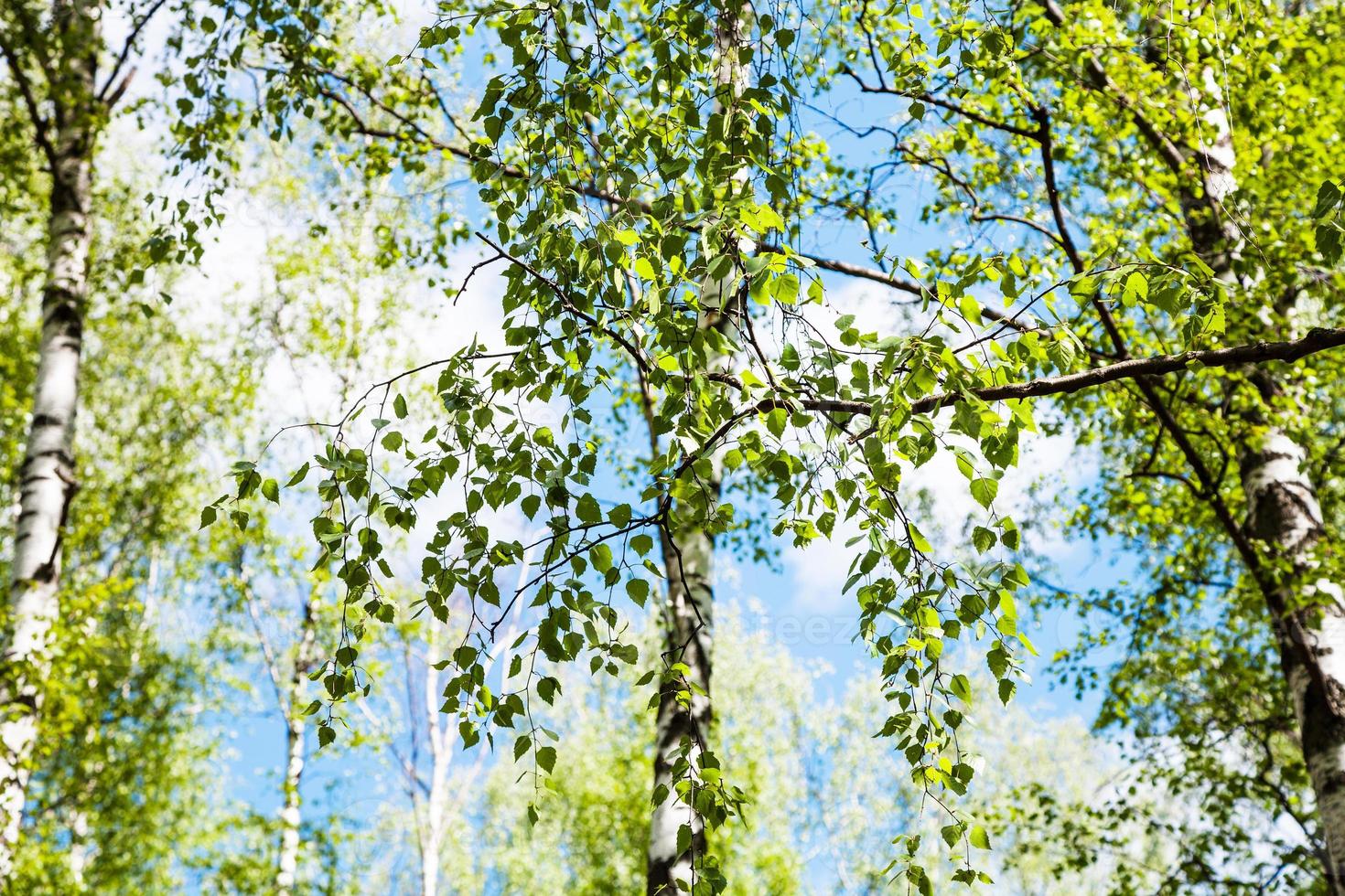 twig of birch tree with green leaves in forest photo