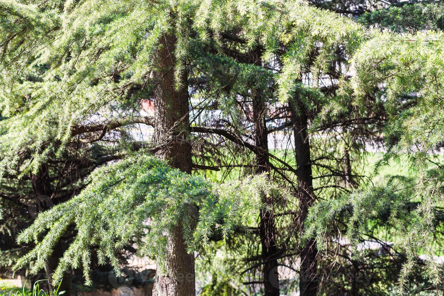 pine trees in urban garden in Verona city photo