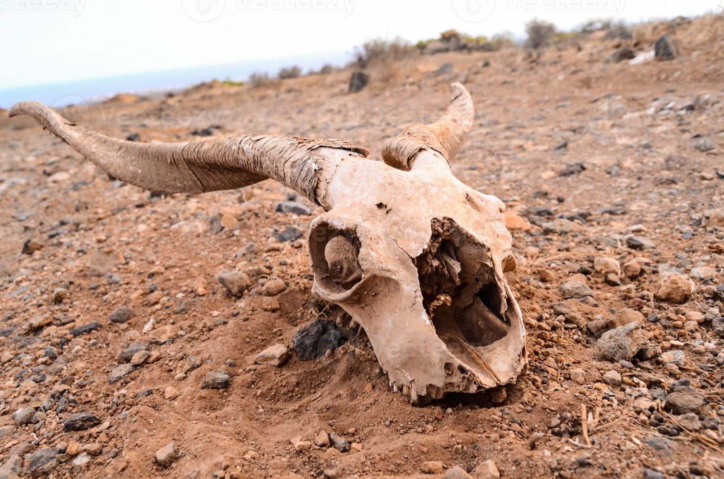 Ram skull head photo