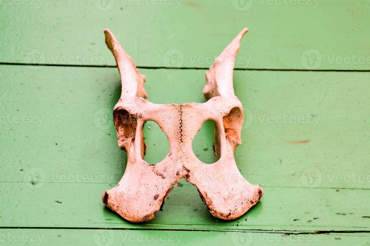 Animal skull on green background photo