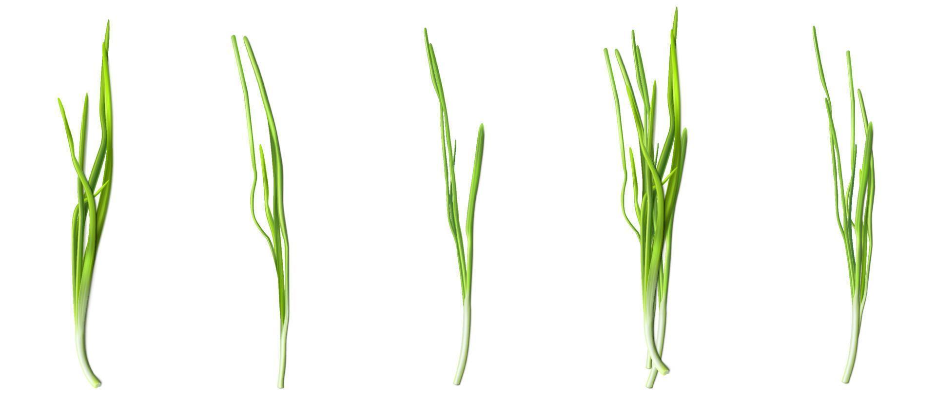 Green chive or onion leaves, fresh verdure vector