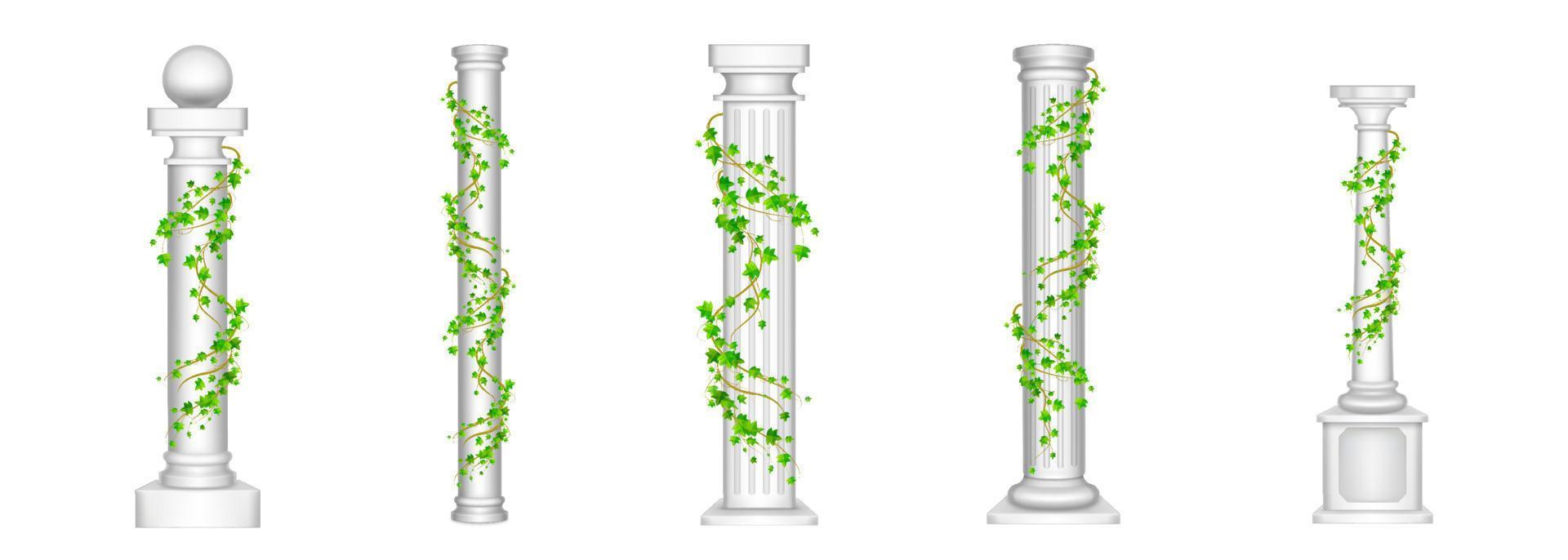 Ivy columns, antique pillars with climbing plant vector