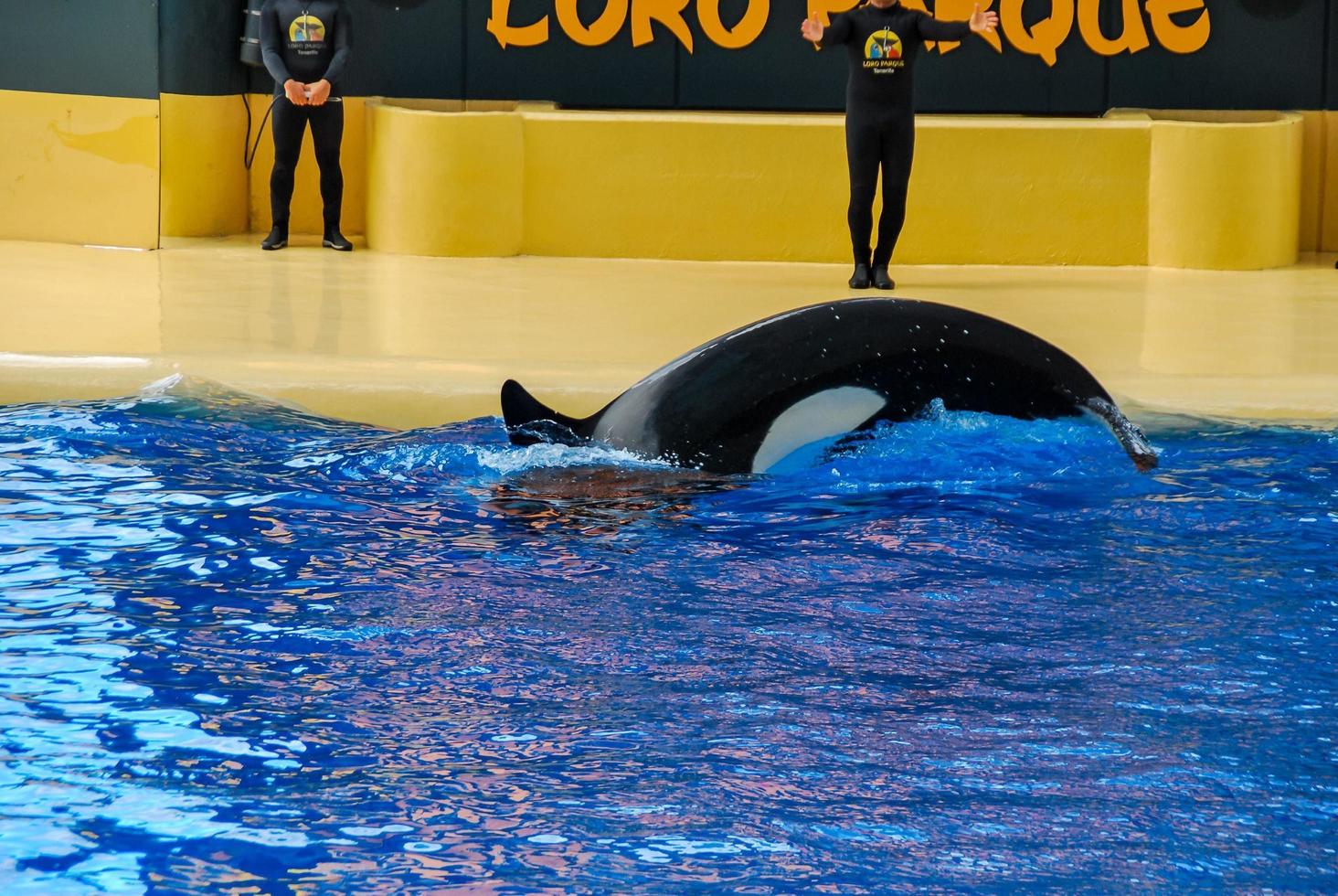 Florida, 2022 Sea World whale 14780120 Stock Photo at Vecteezy