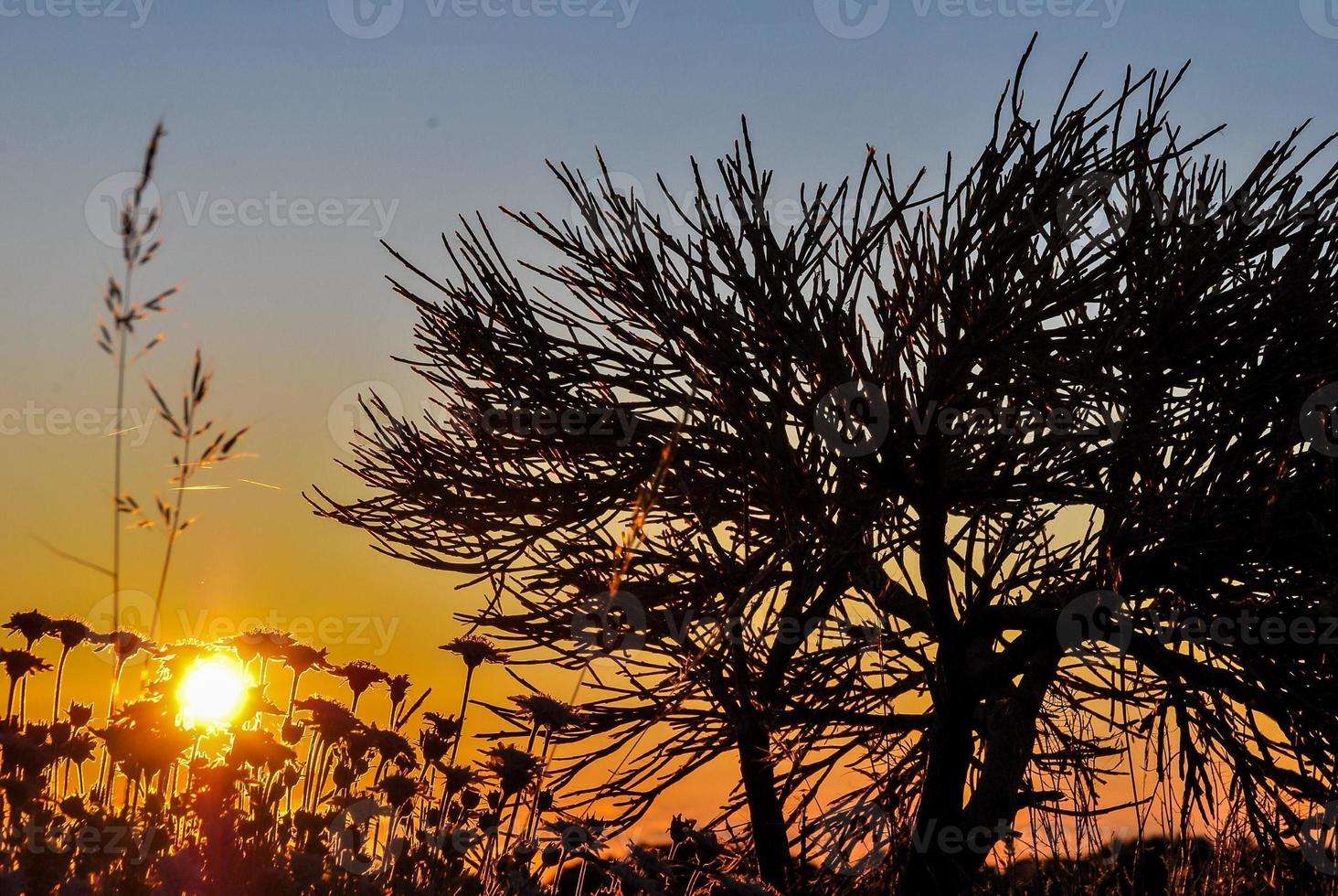 Tree and plants silhouette photo