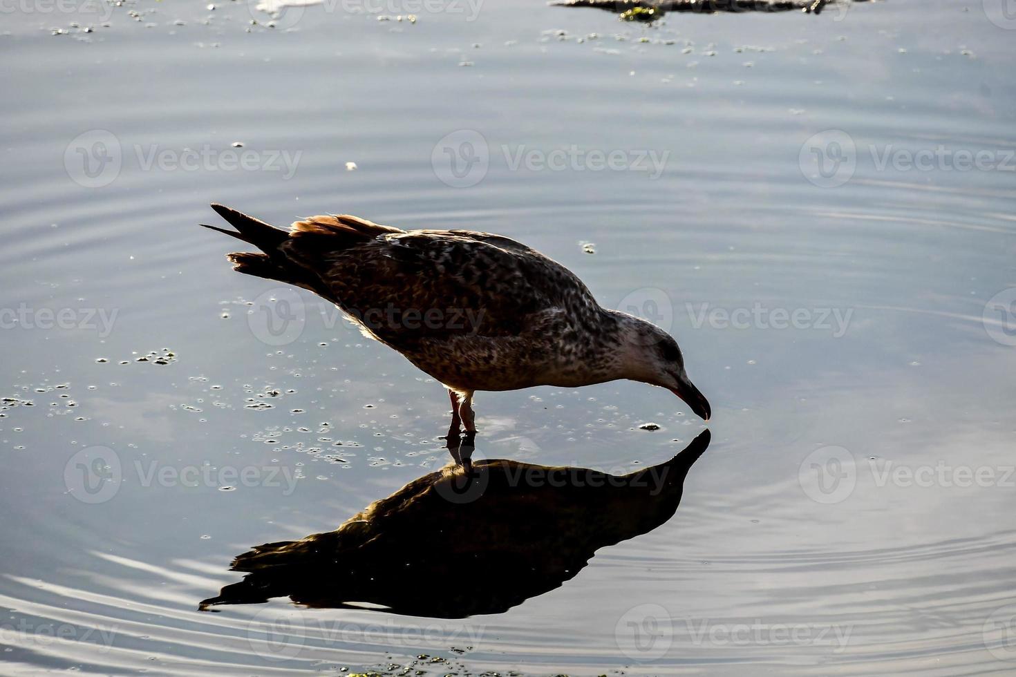 Bird drinks water photo