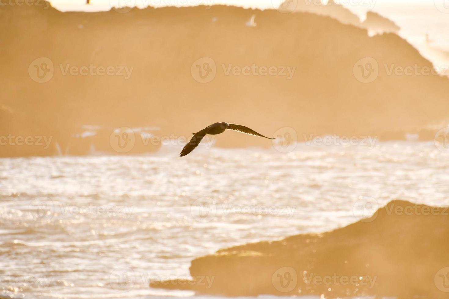 Birds at the beach photo