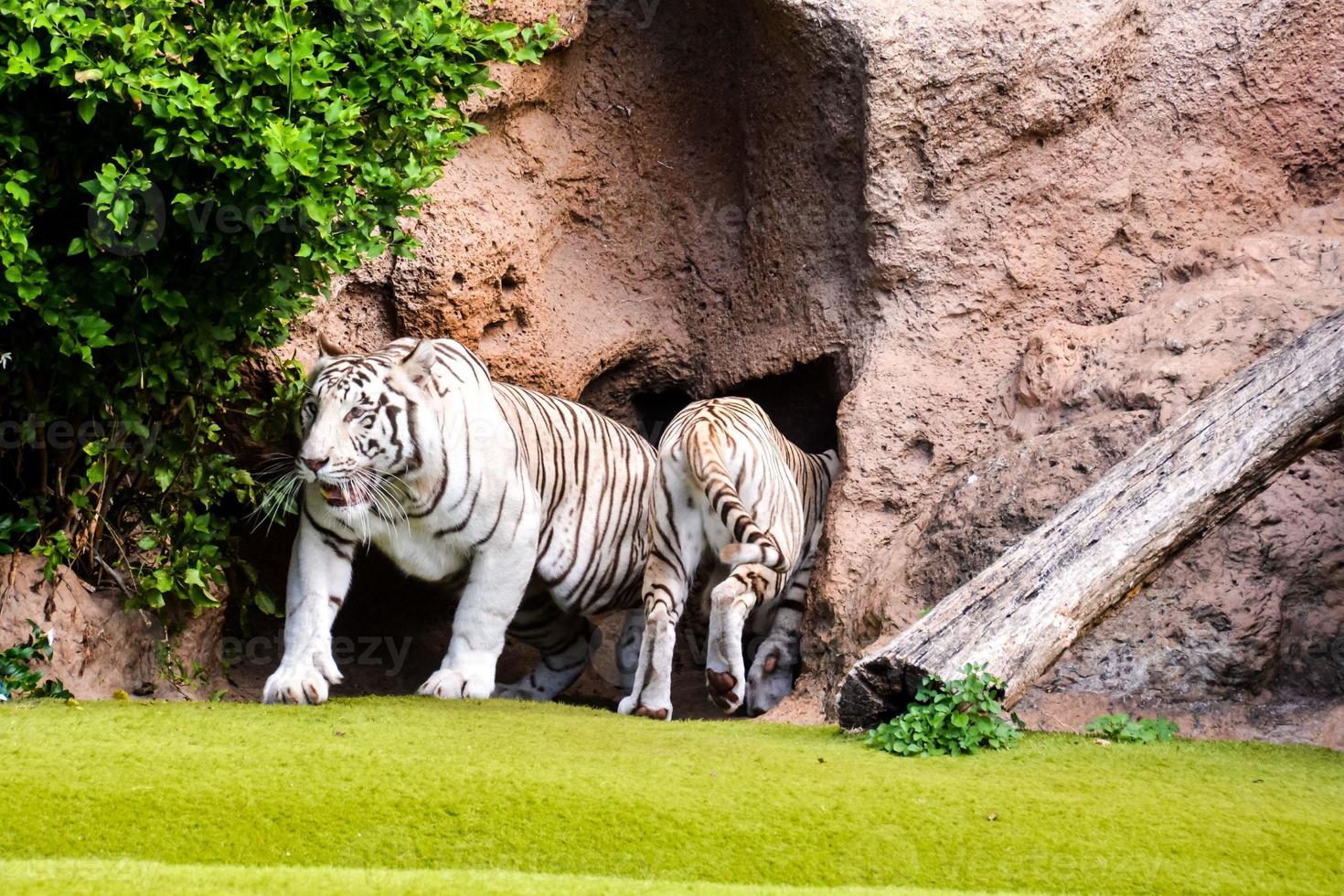 Zoo white tiger photo