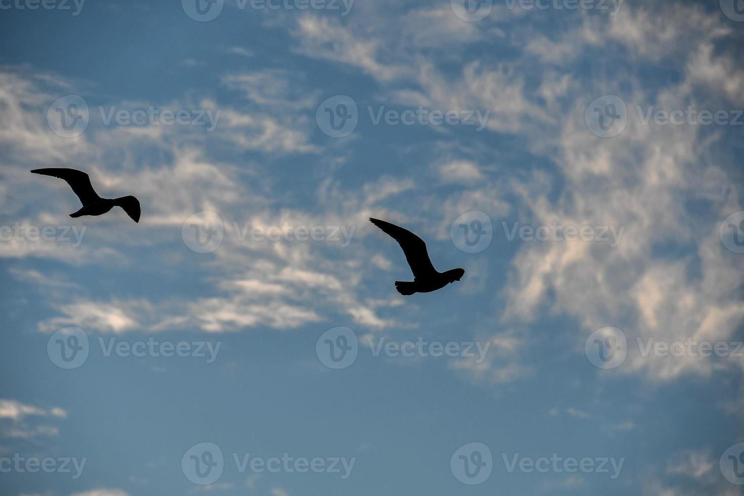 Birds in sky photo