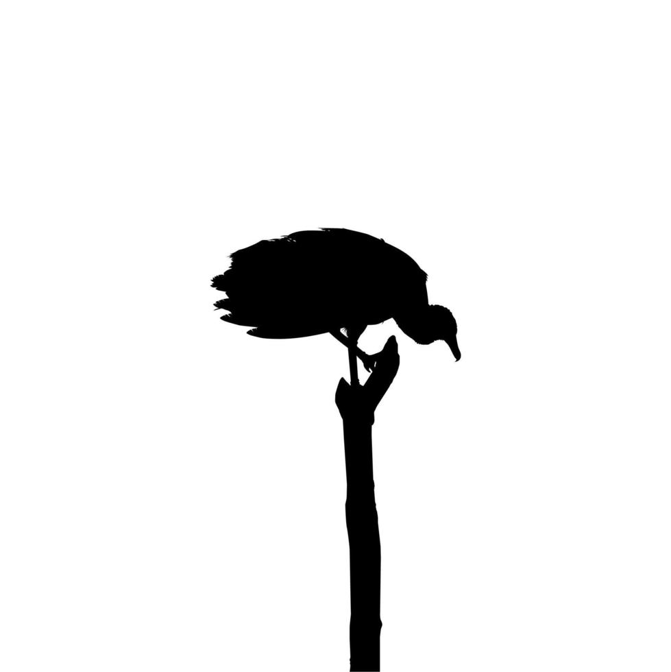 Silhouette of the Black Vulture Bird, Based on my Photography as Image Reference, Location in Nickerie, Suriname, South America. Vector Illustration