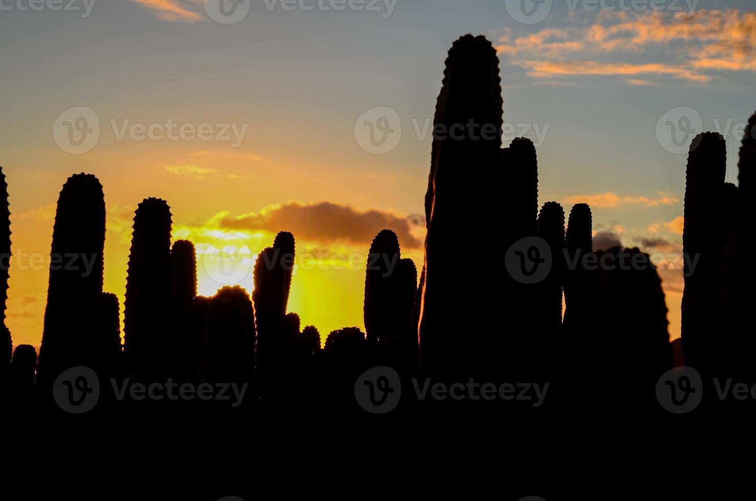 Nature vegetation with cacti photo