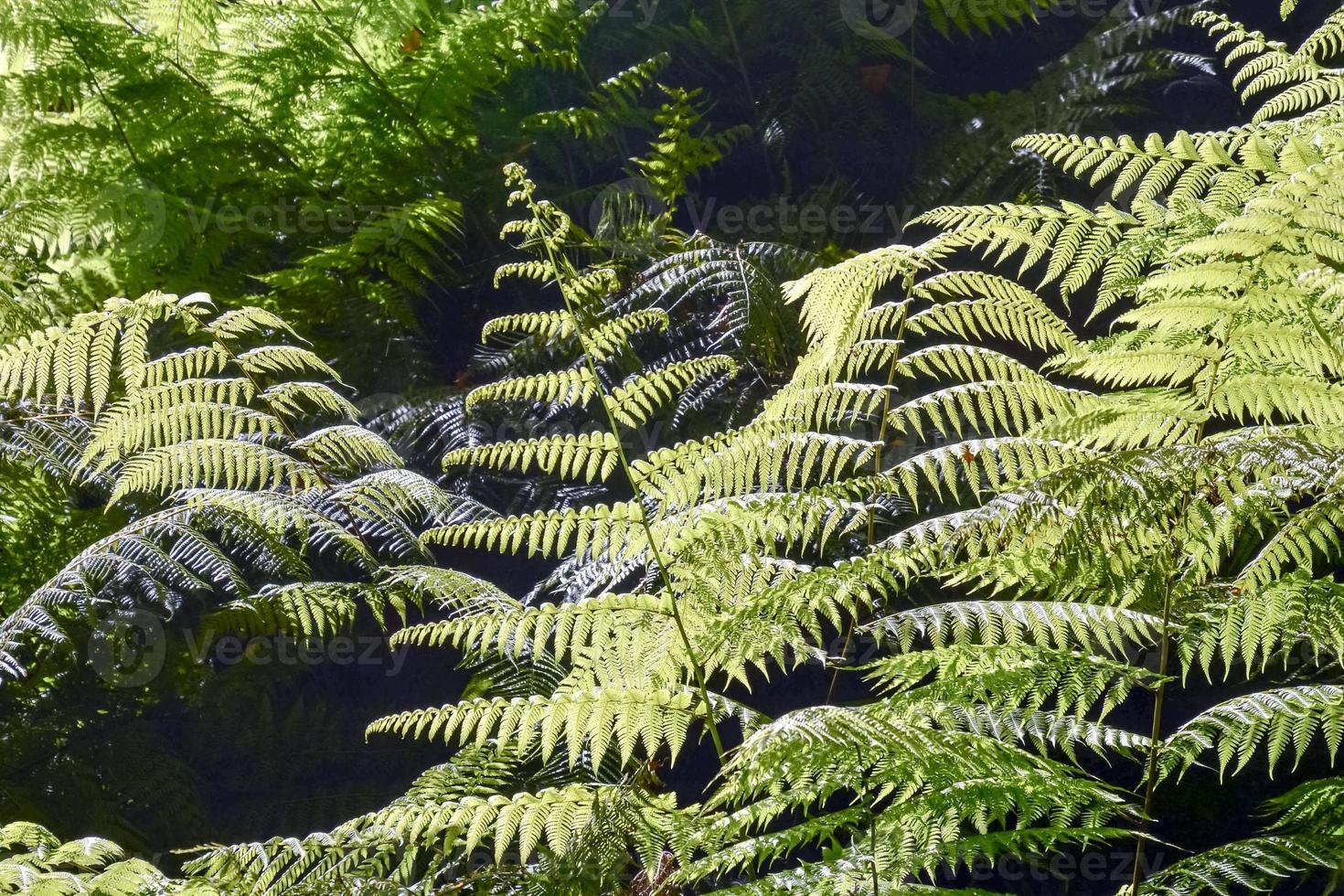 Green Plant Close-up photo