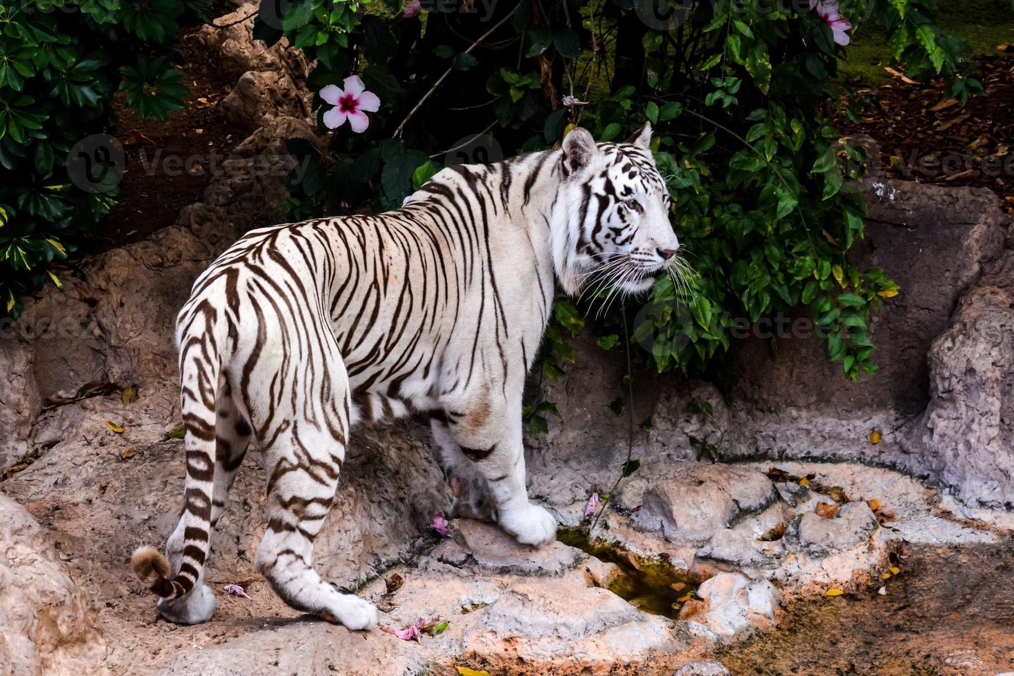 Zoo white tiger photo