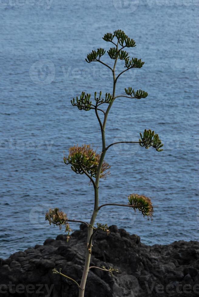 The Atlantic Ocean at the Canary Islands photo