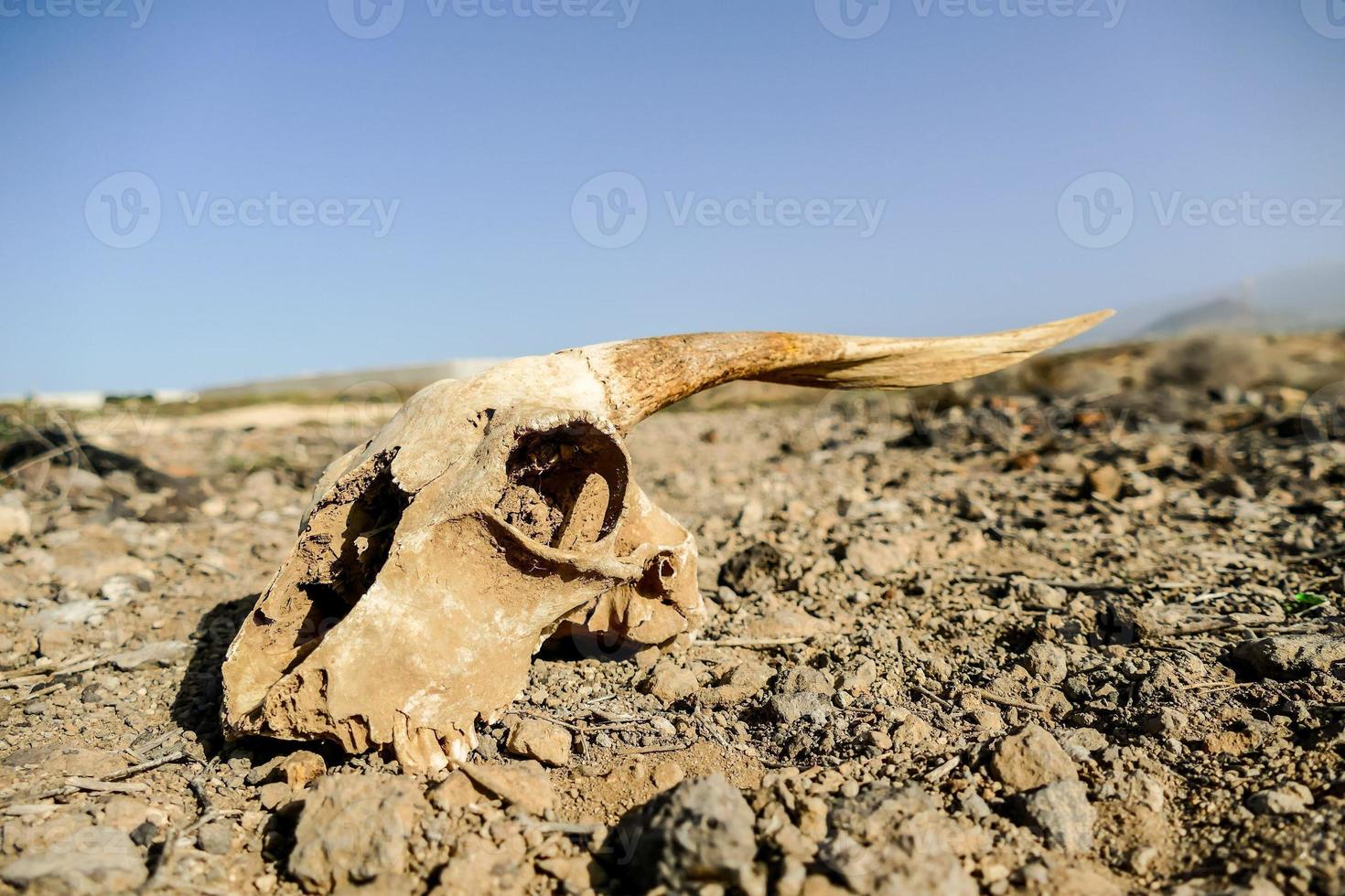 Animal skull in desert photo