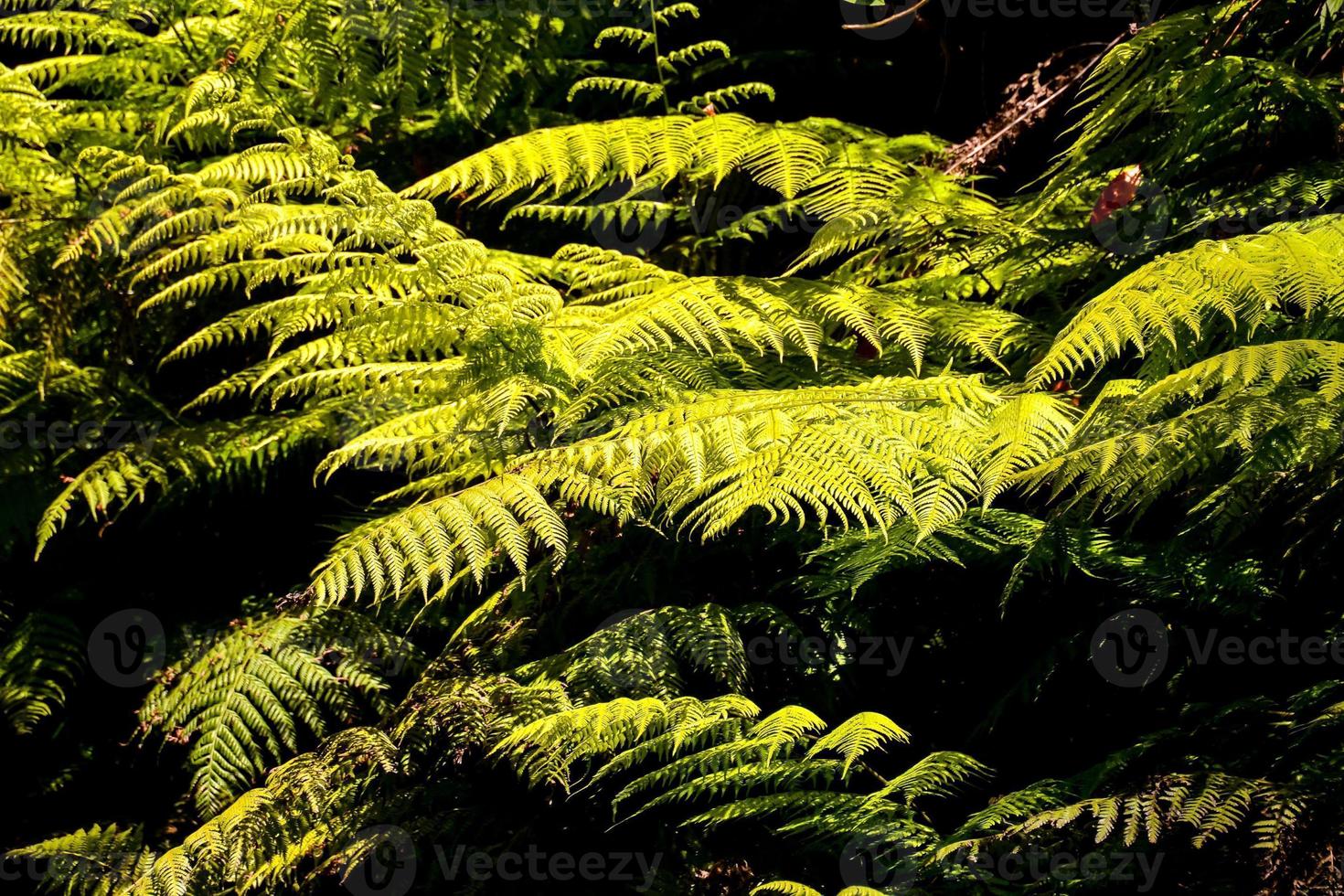 Green Plant Close-up photo