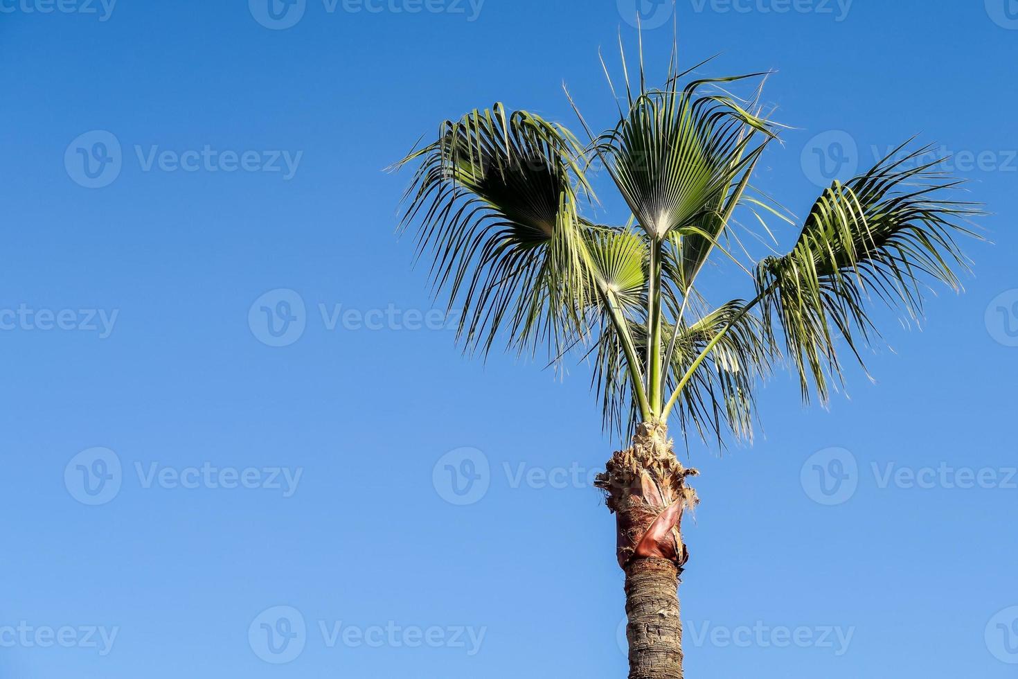 Palm tree and blue sky photo