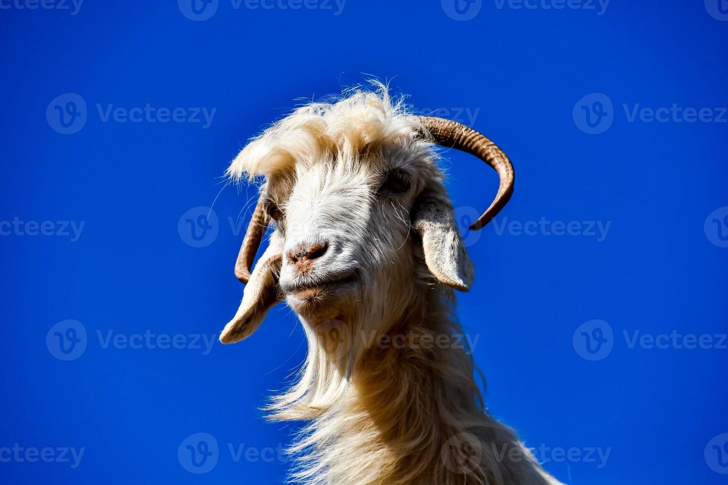 Goat against sky photo