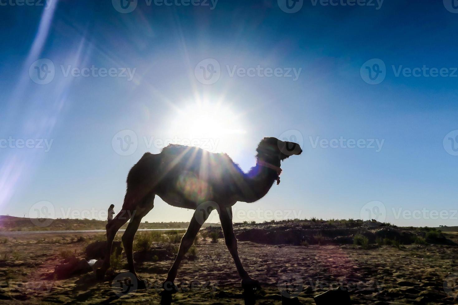 Camel in Morocco photo