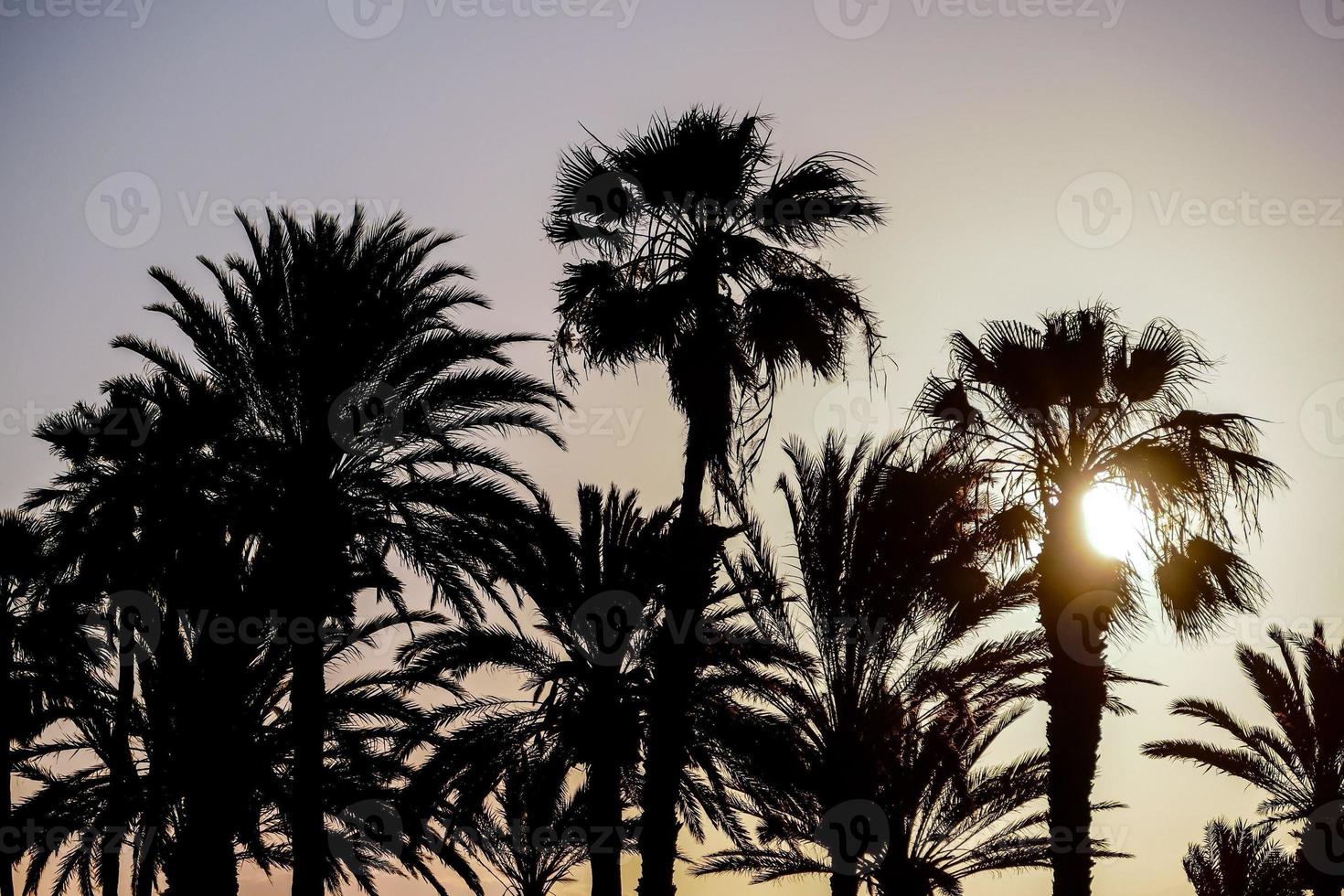 Palm tree silhouette photo