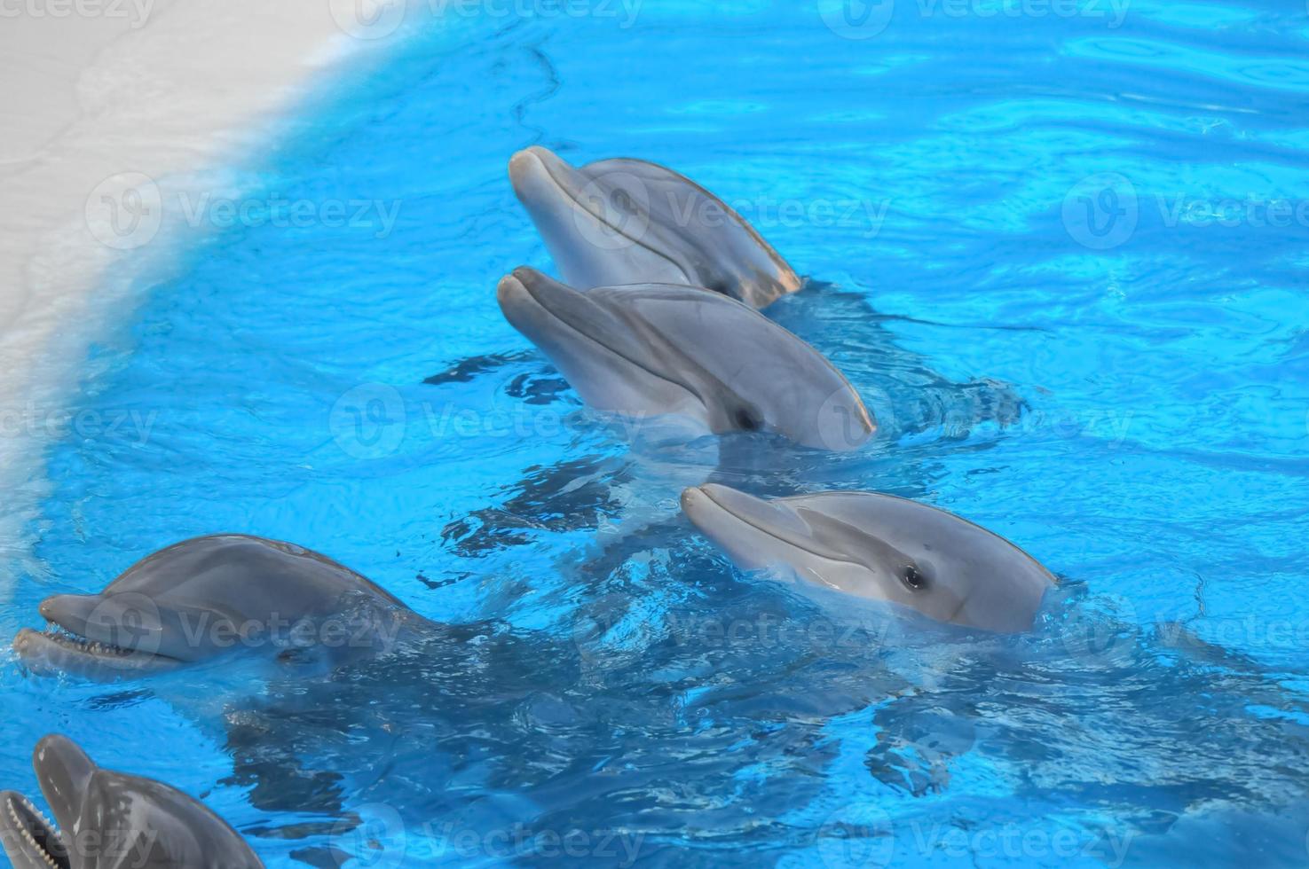 Cute dolphins on the pool photo