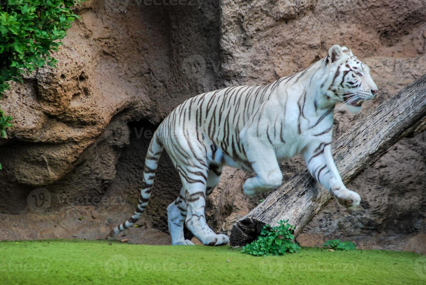 White tiger view photo