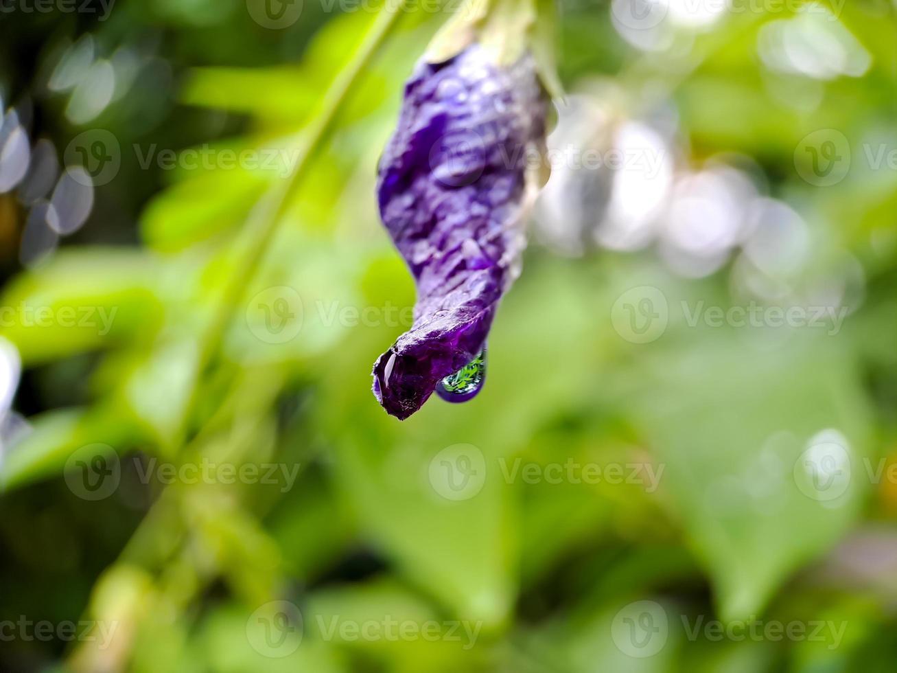 macro butterfly pea flower blue pea, bluebellvine, cordofan pea, clitoria ternatea with green leaves isolated on blur background. in a bright early morning shot.t photo