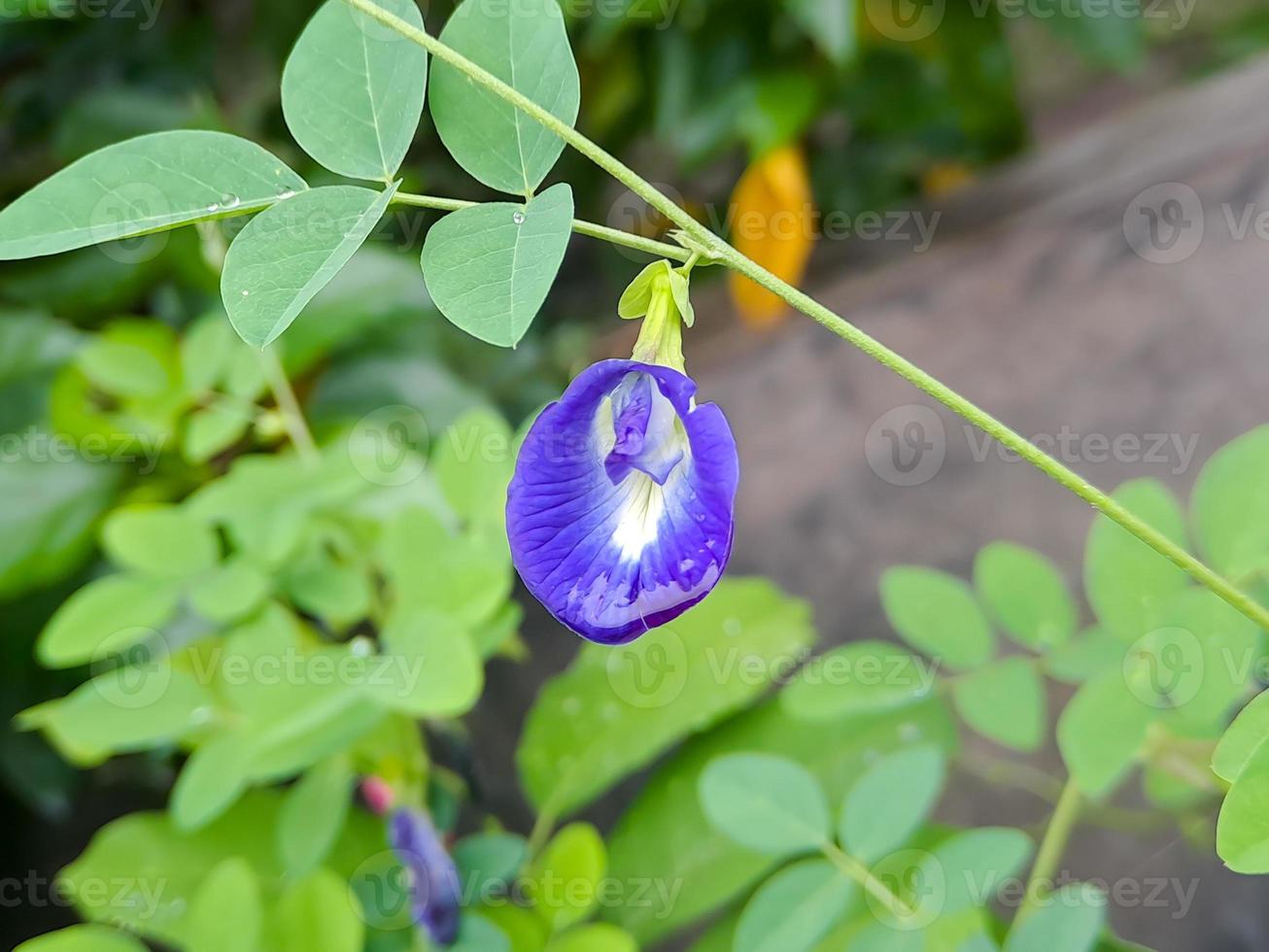 macro butterfly pea flower blue pea, bluebellvine, cordofan pea, clitoria ternatea with green leaves isolated on blur background. in a bright early morning shot.t photo